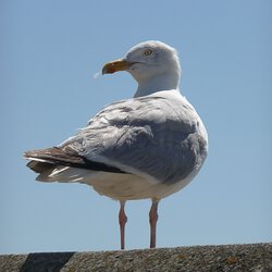 Die Möve